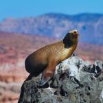 A California sea lion (Zalophus californianus) sitting on a rock in the Baja Peninsula