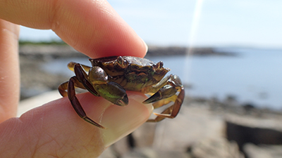 survey the crab populations at acadia national park