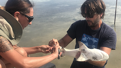 Earthwatch volunteers will catch and study sharks and stingrays. | Demian Chapman