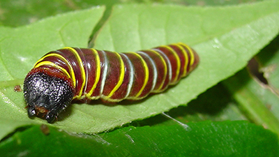 Small brown and yellow tropical caterpillar