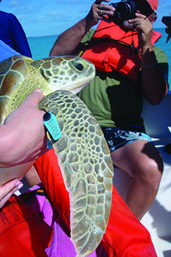 Volunteers tagging sea turtle 