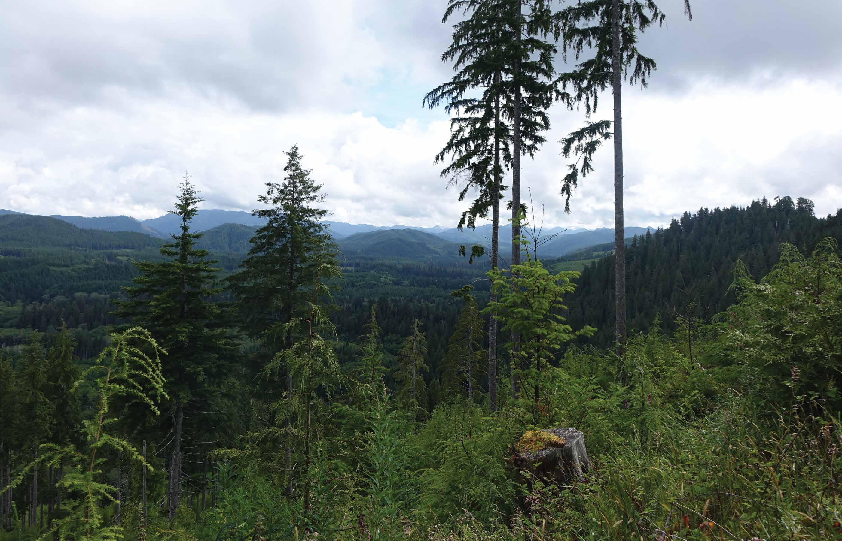 A view from the Earthwatch expedition Bird Songs of the Olympic Peninsula.