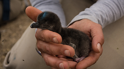 Little Blue Penguins Tracked