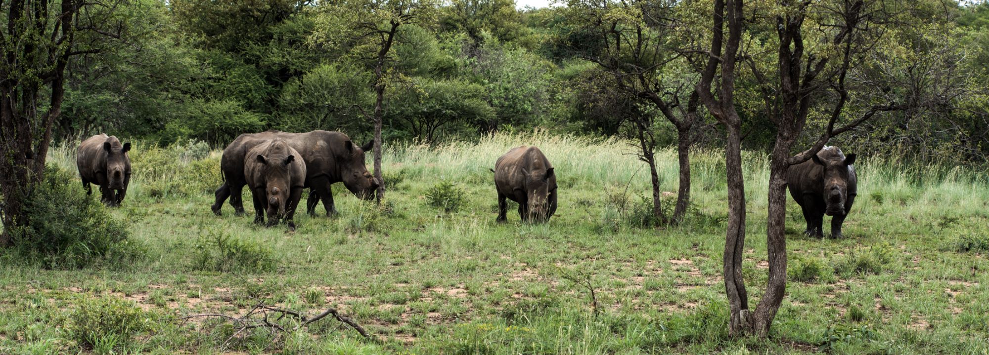 grazing wildlife in south africa credit john lechner