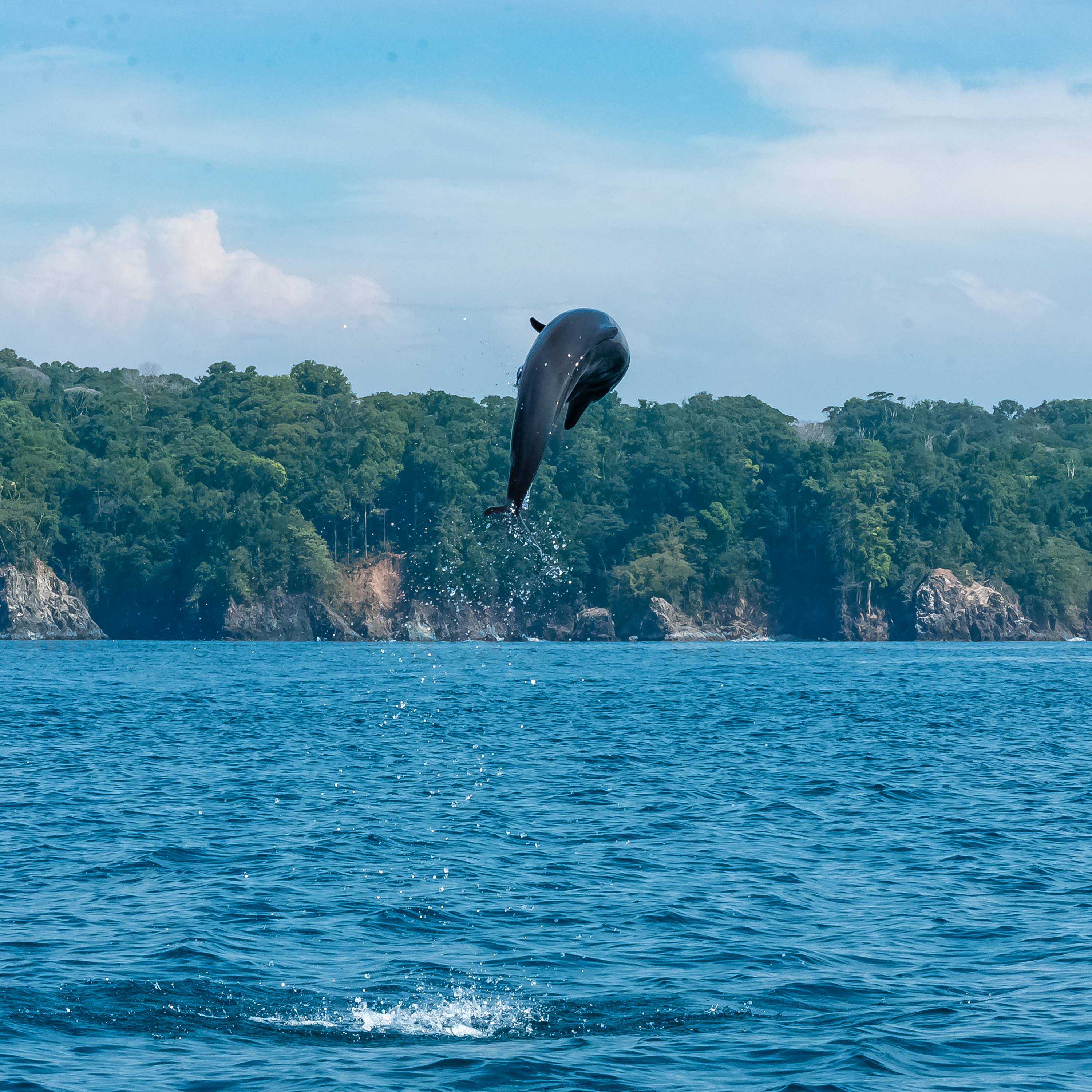 Years of Earthwatch research helped convince the Costa Rican government to restrict heavy maritime traffic in Golfo Dulce, a critical habitat for spotted and bottlenose dolphins 