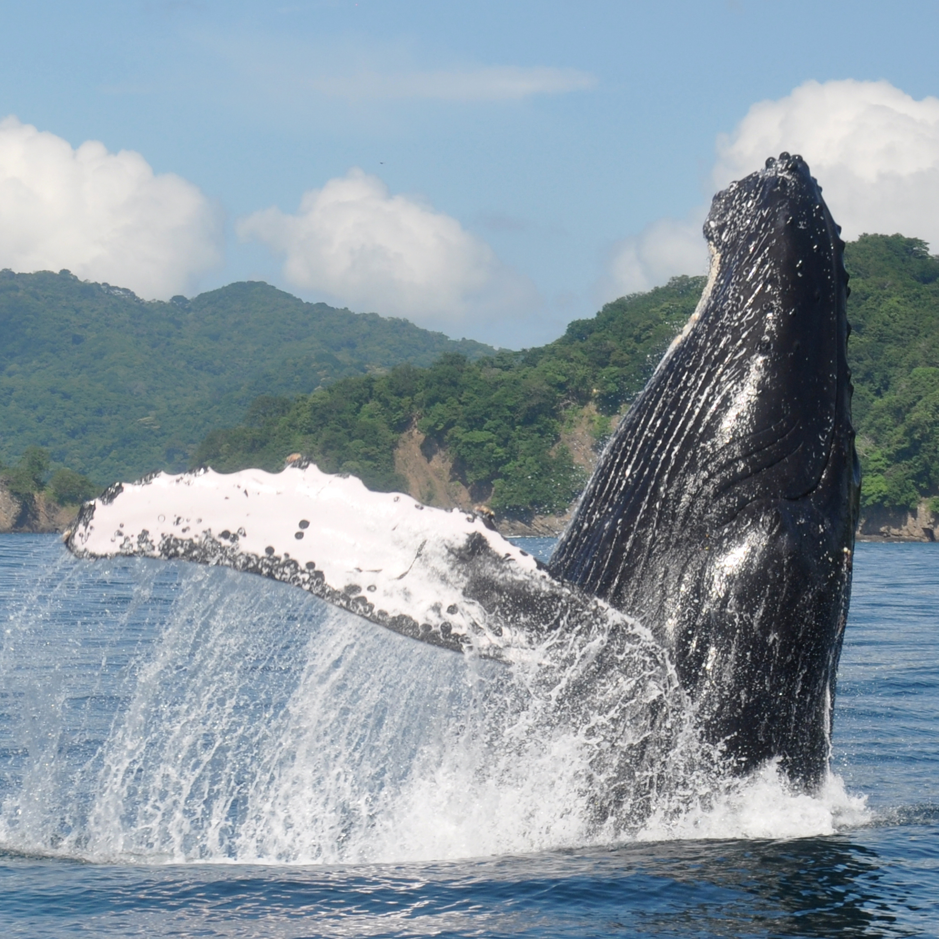 Years of Earthwatch research helped convince the Costa Rican government to restrict heavy maritime traffic in Golfo Dulce, calving ground for humpback whales. 