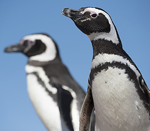 Penguin sustainability webinar