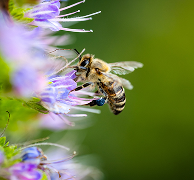 Earthwatch Science Matters Pollinator Webinar 