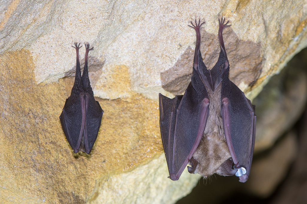 Intermediate Horseshoe Bat (Rhinolophus affinis)