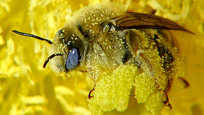 Earthwatch volunteers will help researchers collect four types of samples for genetic analysis: whole bees, pollen carried by bees, plant leaves, and flowers.