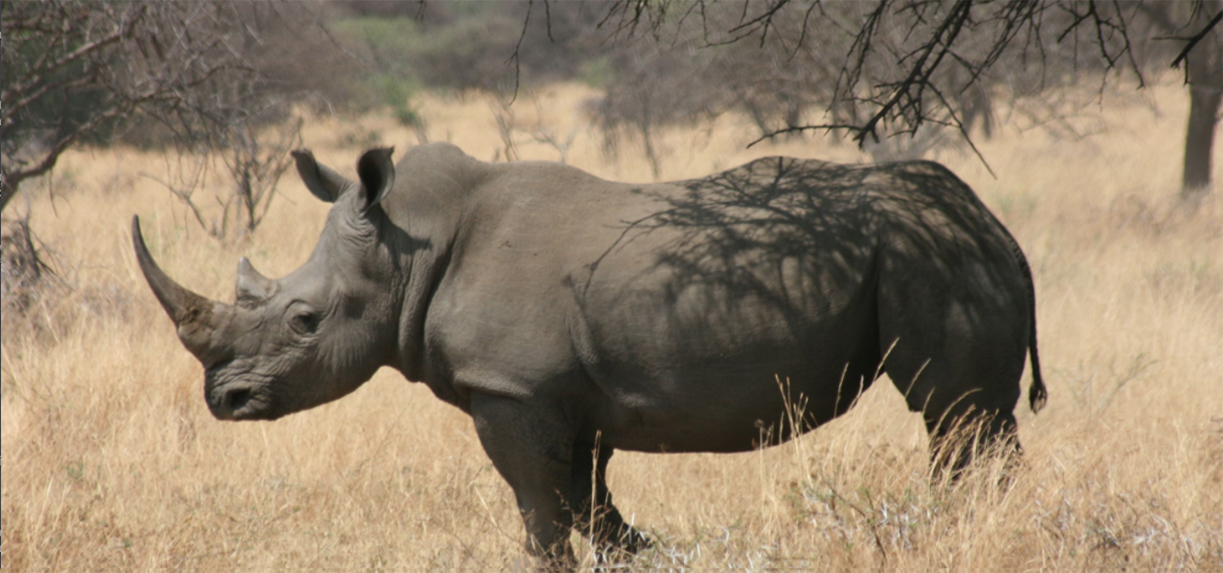 Back in South Africa, reserve managers worried that the park had been identified as a rhino poaching target. 