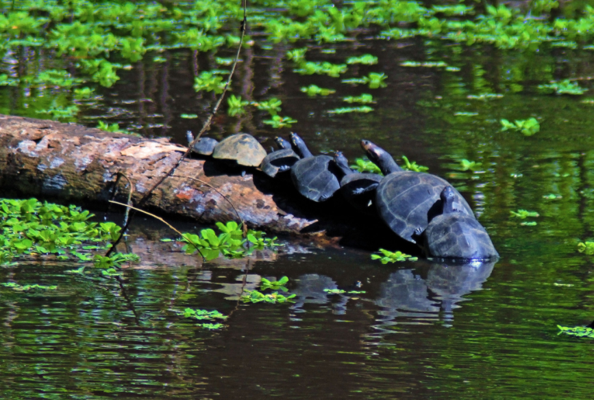 Yellow spotted river turtles sunbathing.