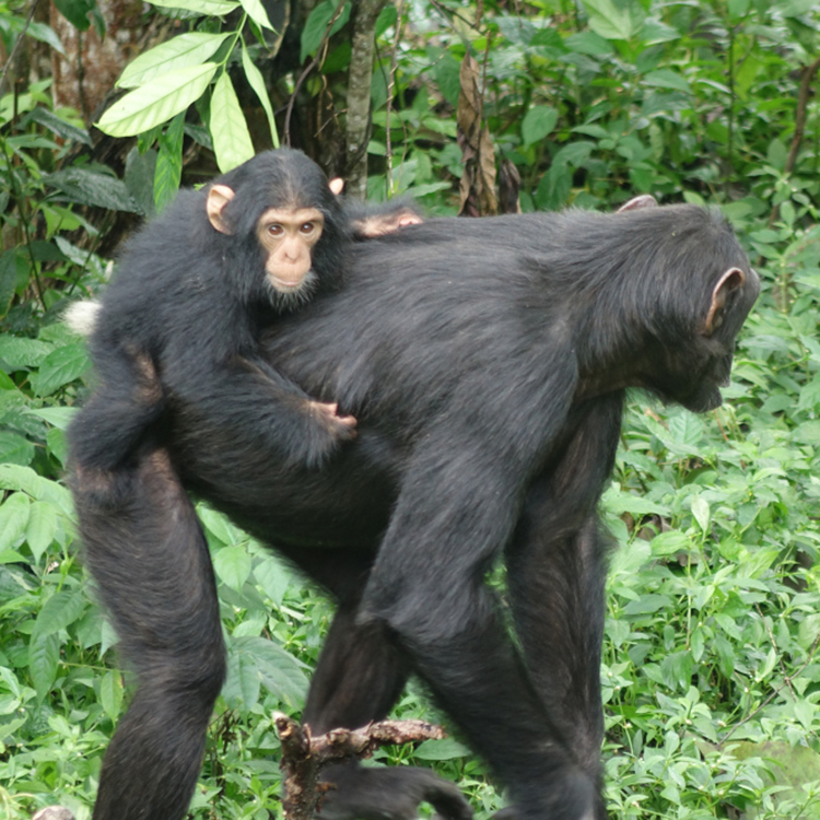 Chimpanzees_2