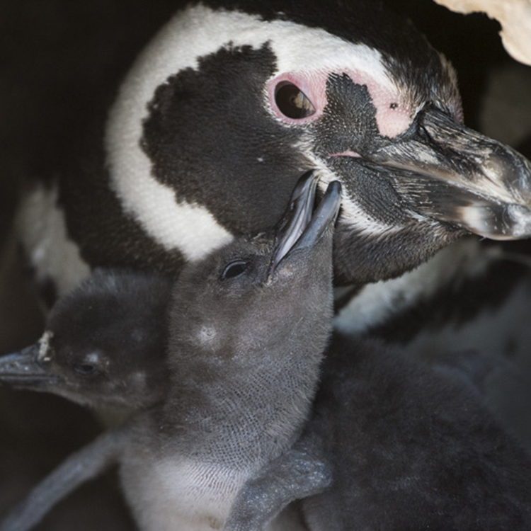 Magellanic and African Penguins_3
