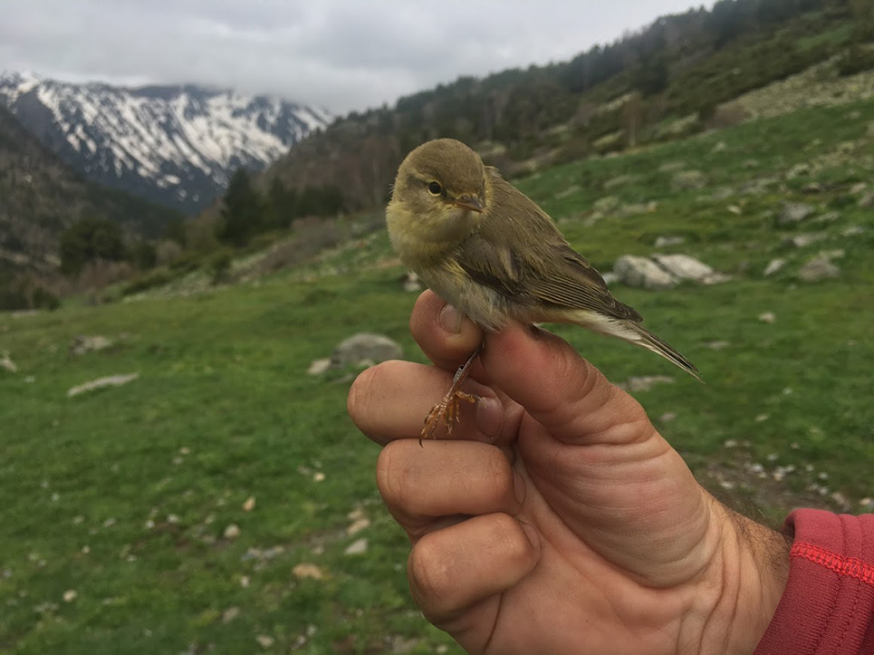 Willow warbler after being tagged and measured by the research team.