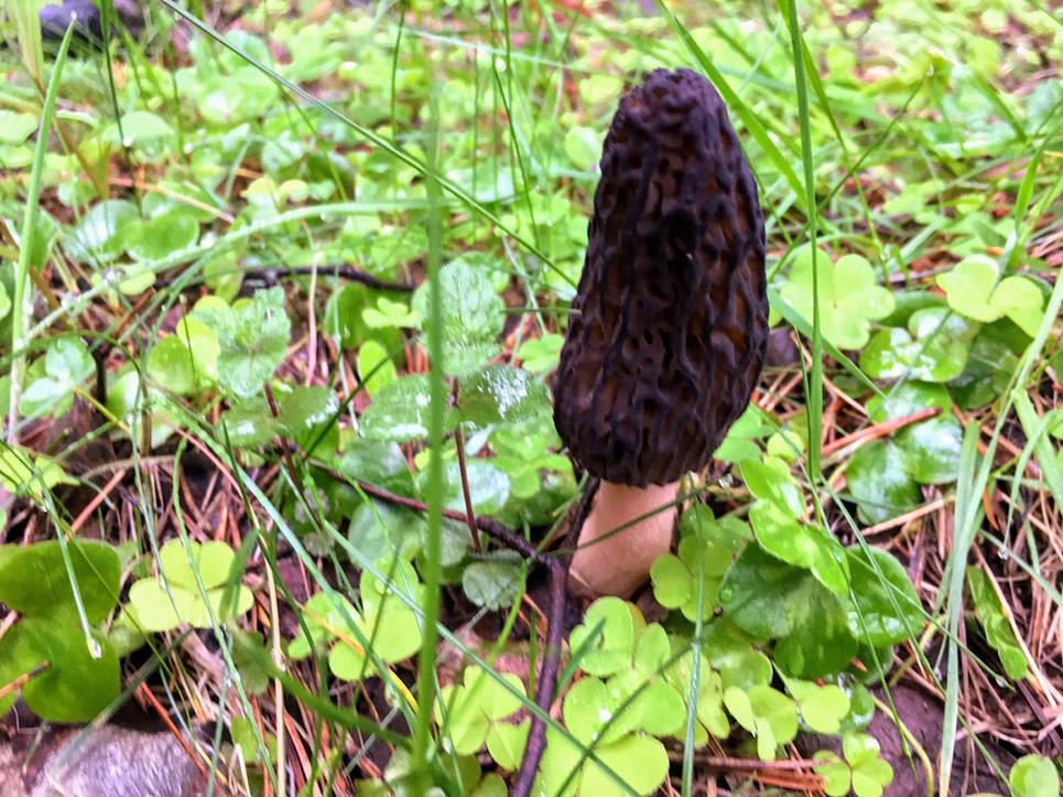 A wild Morel mushroom growing in the foothills of the Andorran Pyrenees.