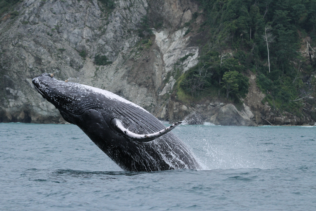 Earthwatch Blog Article: Protecting Humpback Whales in Costa Rica