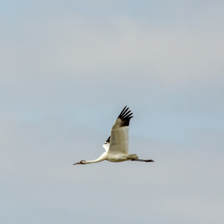 Whooping Cranes_1