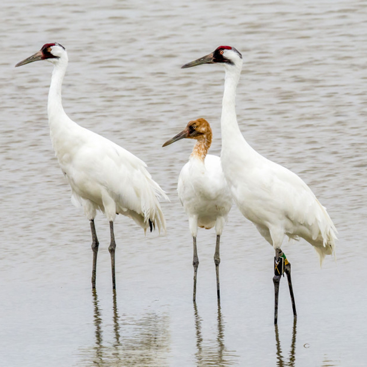 Whooping Cranes_2