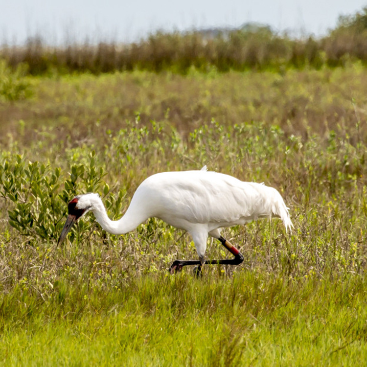 Whooping Cranes_3