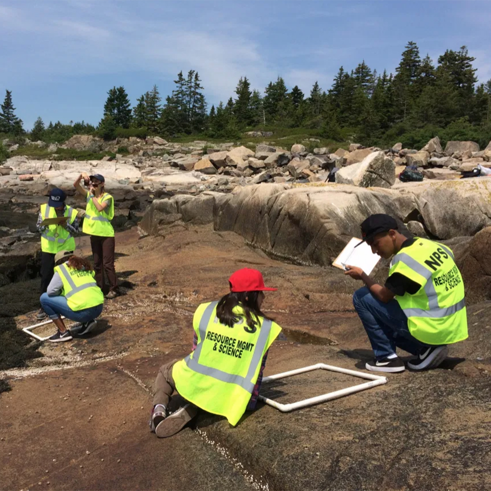 Earthwatch volunteers conducting surveys in the intertidal zone of Acadia National Park.