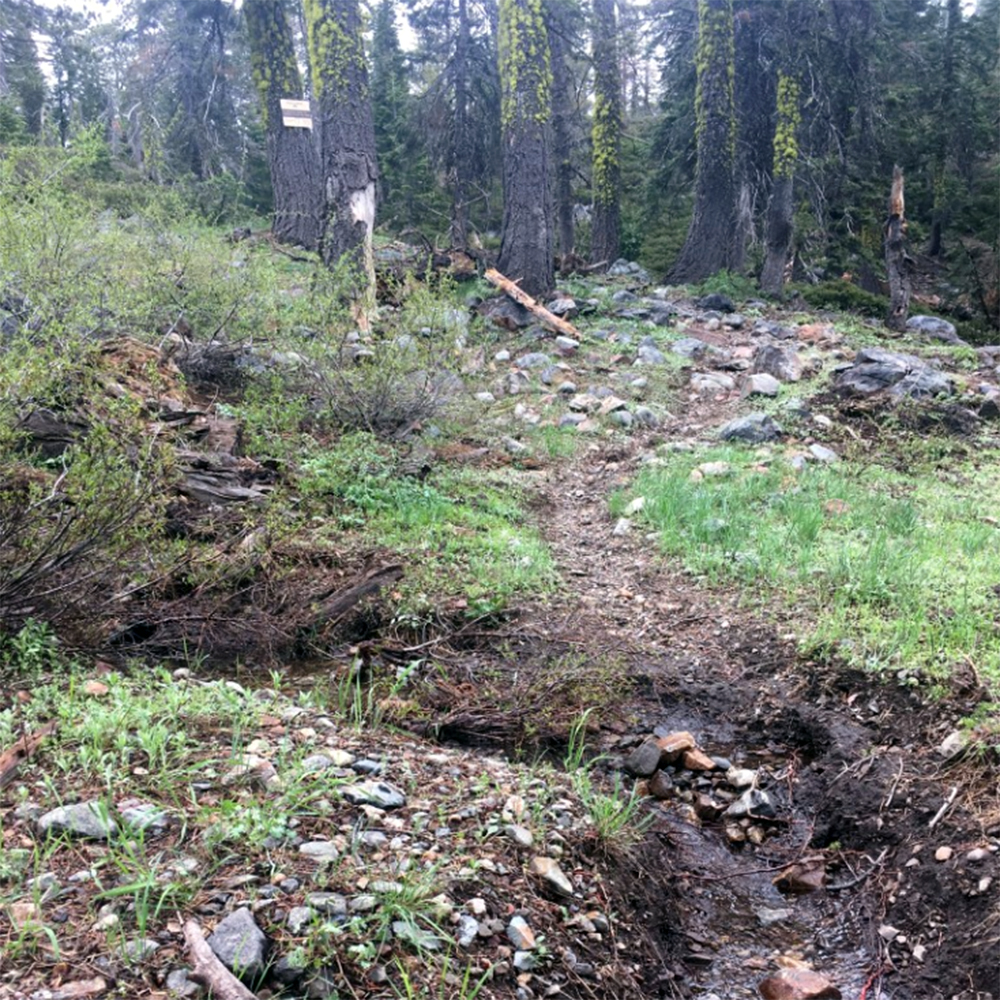 A historic access road, now trail, concentrates water flows, increasing the erosional force of water in a meadow upstream to Loney Meadow, putting the meadow at risk to future erosion.