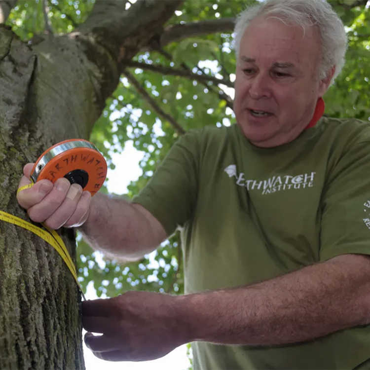 Between 2012 and 2015, Boukili, Lefcourt, and other Earthwatch staff trained nearly 550 volunteers to act as “citizen scientists” capable of collecting data and monitoring about 25 percent of the urban trees in Cambridge.