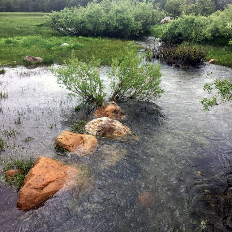 Water coursing through Loney Meadow in early June this year (2017)