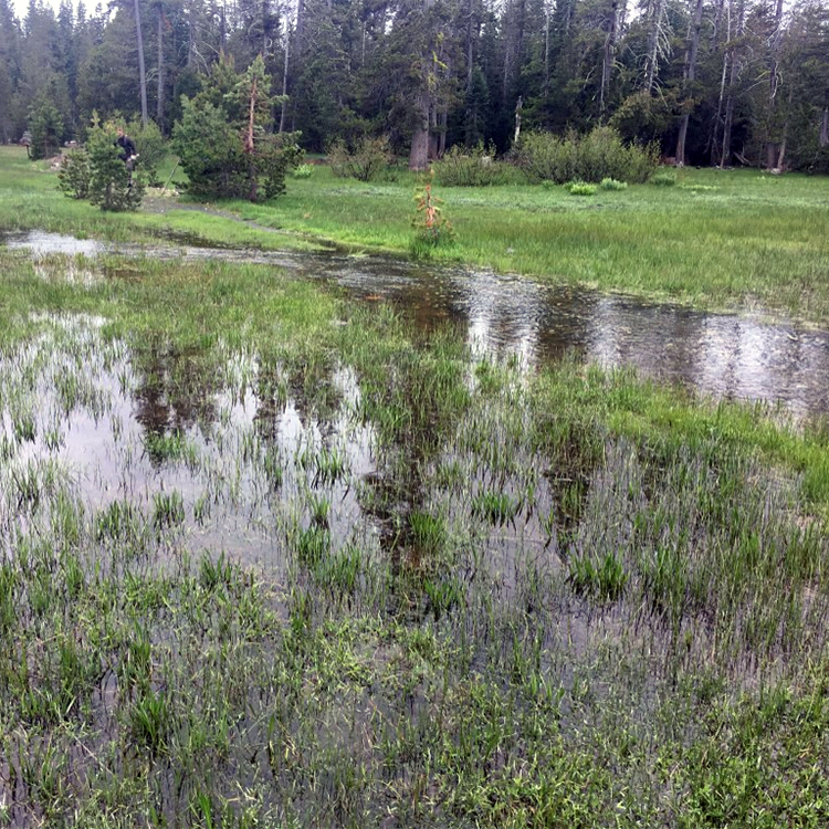 Water coursing through Loney Meadow in early June this year (2017)