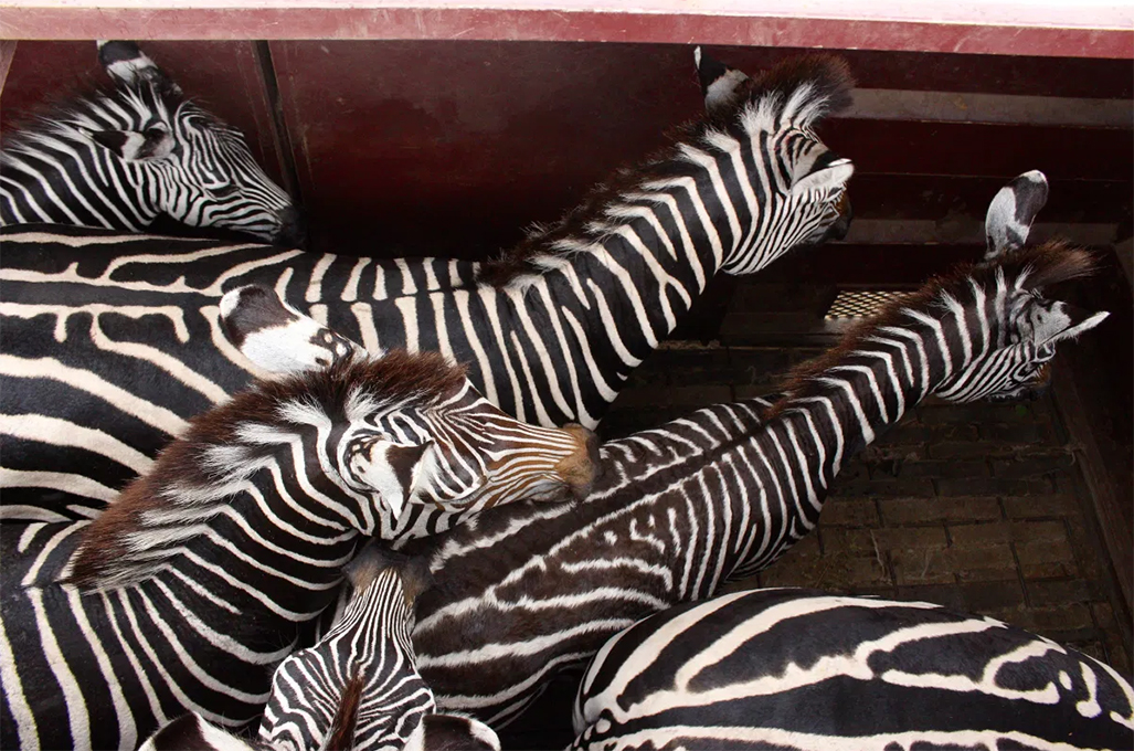 A family of zebras from Majete is loaded into a transport truck.