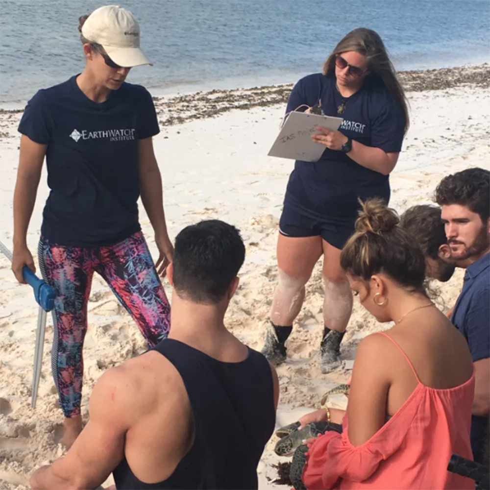 The team helps scientist Annabelle Brooks collect sea turtle measurements.