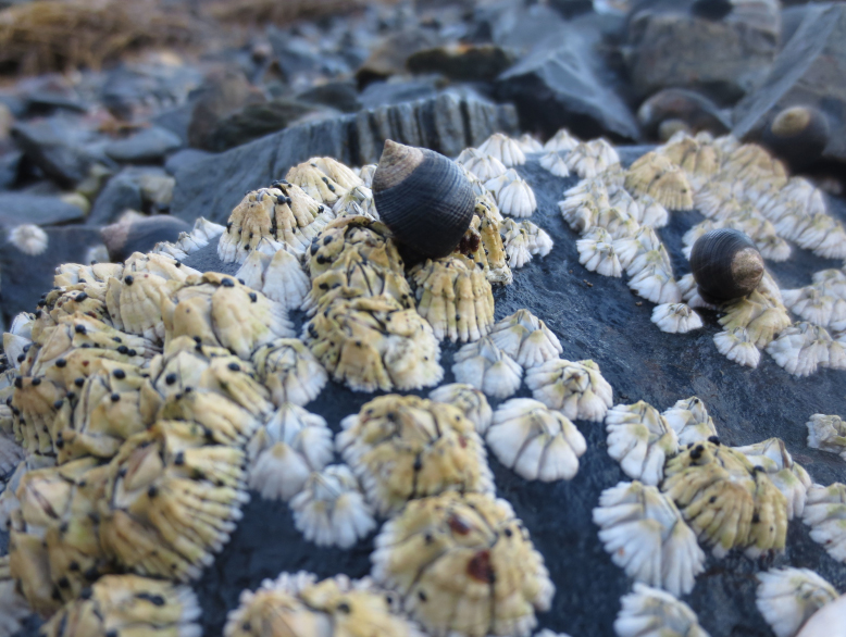 Common periwinkles on barnacles in Acadia National Park.