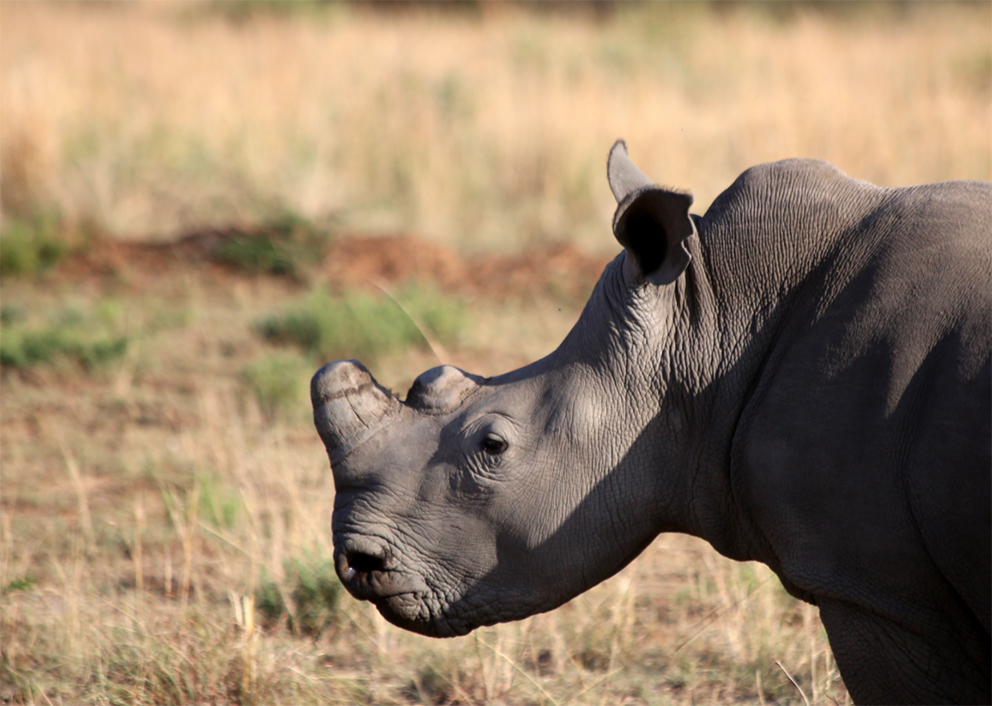 Earthwatch Blog Article: The Vigilant Fight to Save South Africa’s Rhino