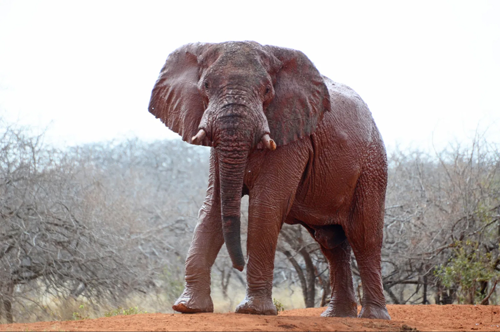Earthwatch Blog Article: How Bees And ‘Chili Grenades’ Can Prevent Human-Elephant Conflict