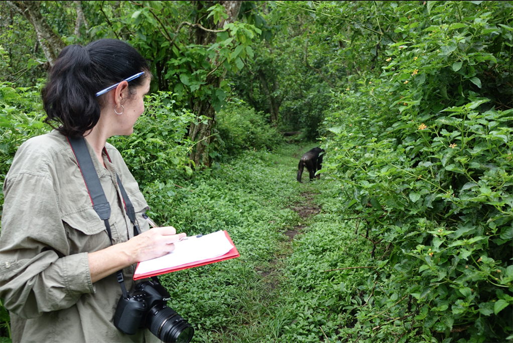 Earthwatch Blog Article: Investigating Threats to Chimps in Uganda