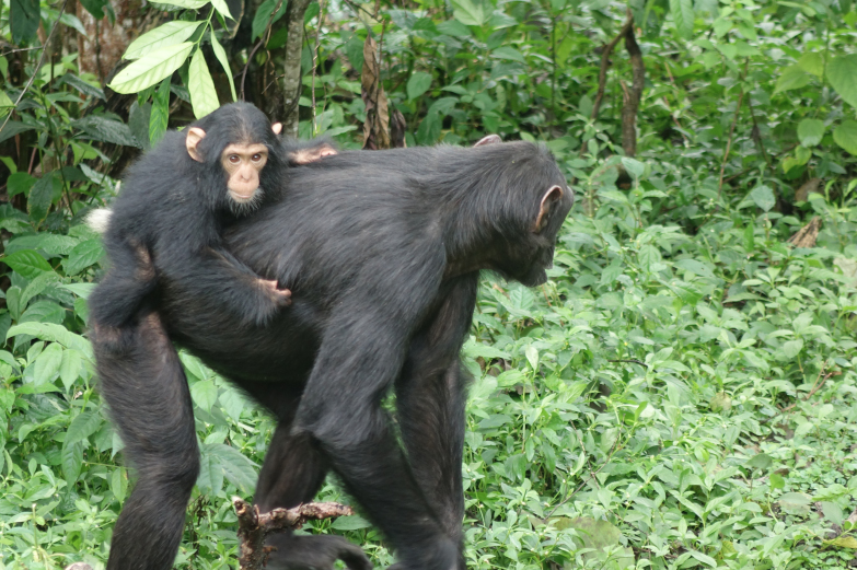 Oakland with her infant in the Budongo Forest Reserve.