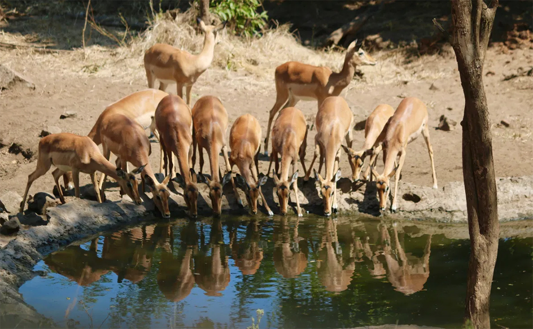 Impala at a waterhole.