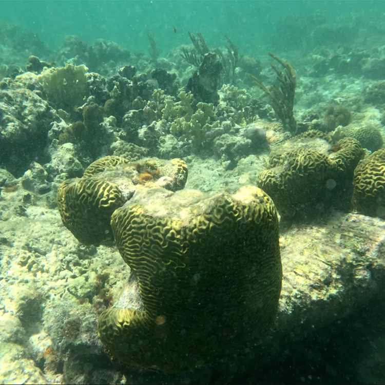 Due to Little Cayman’s limited tourism and infrastructure, the coral reefs are among the most intact of any Caribbean island.