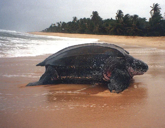 An adult sea turtle heading back to the shore.