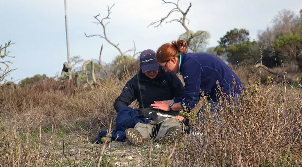 (Left to right) Community fellow Megan Lategan and Jenny attach a tracking device to a penguin to record its foraging behavior.