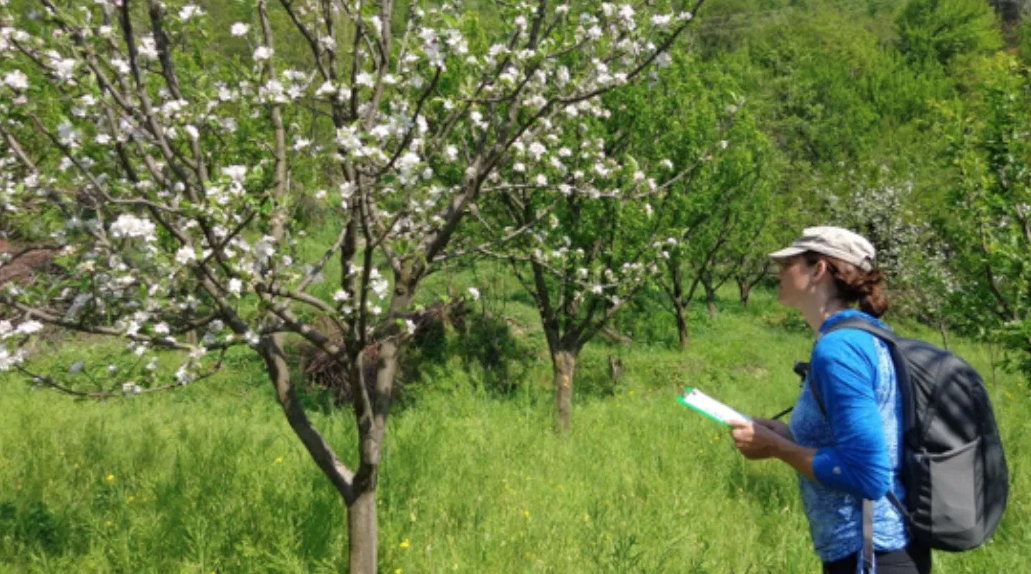 Christina Selby surveys pollinators in an orchard.