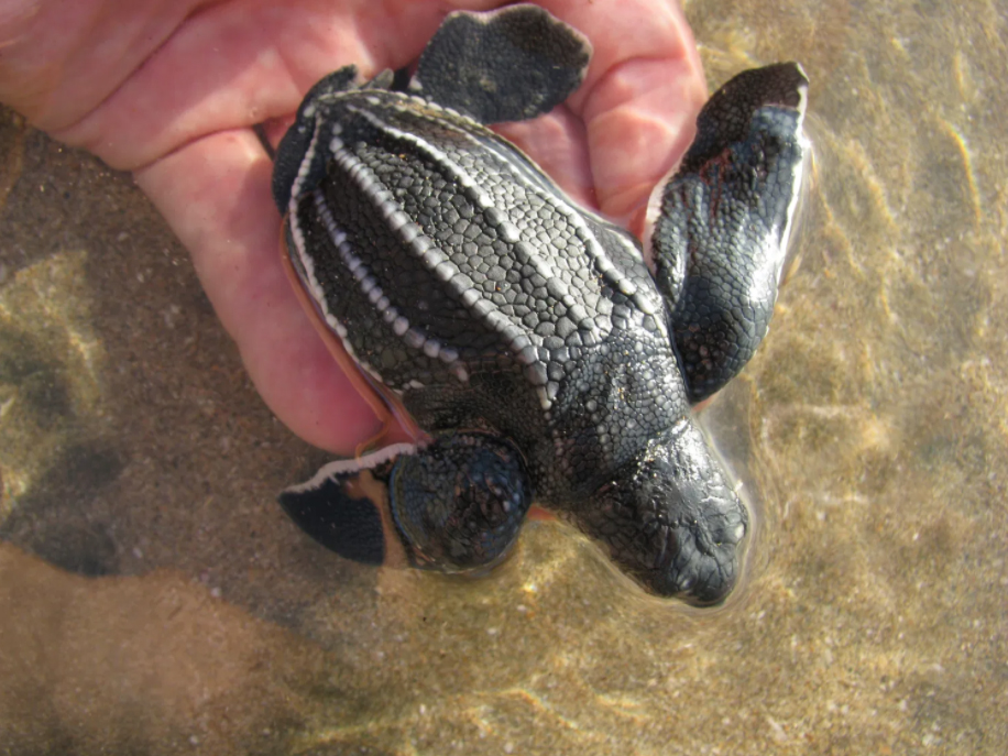 Earthwatch Blog Article: Turtles, Volcanoes, and 150,000 Kids