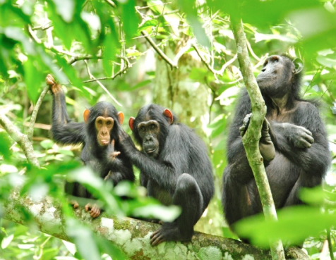 Group of Sonso Community Chimpanzees in Uganda