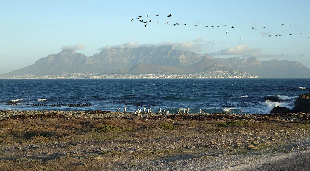 Penguins gather along a rocky beach on Robben Island overlooking Cape Town and Table Mountain.