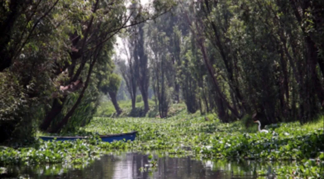Earthwatch Blog Article: Growing greens and going green in Mexico’s wetlands