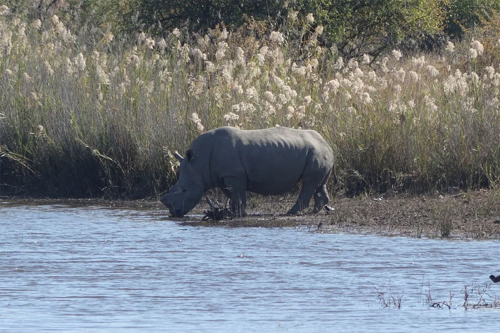 When we set out to spot rhinos, we knew we were setting out to collect data and help protect this threatened species, but when you’re out in the field it doesn’t feel like work. 
