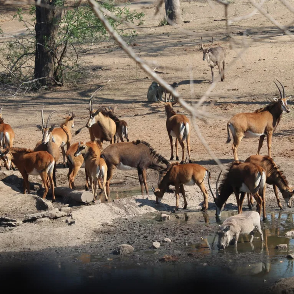 Sable, waterbuck, and warthogs drinking from the first waterhole the team monitored.