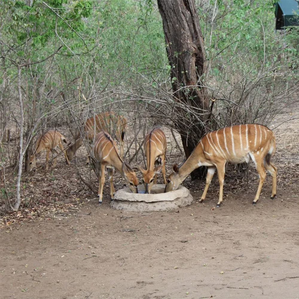 Nyala antelopes drinking from a large birdbath.