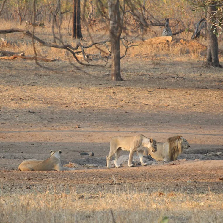 Two lionesses and a lion stalking prey near the second waterhole.
