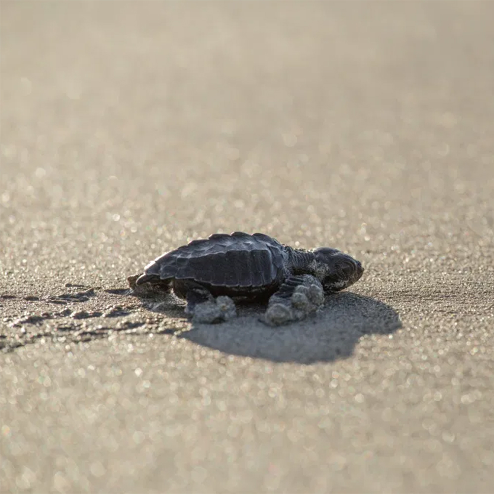 leatherback turtle hatchling on Earthwatch expedition Costa Rican Sea Turtles